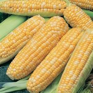 sweet corn
